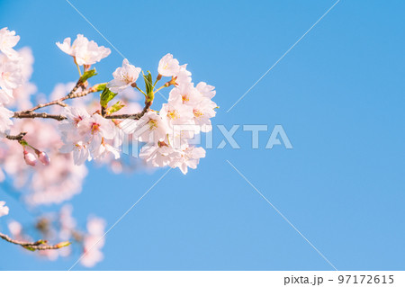 桜 97172615