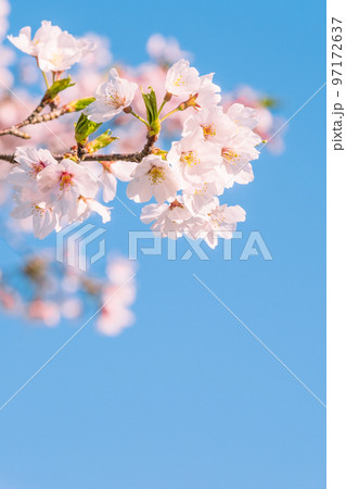 桜 97172637