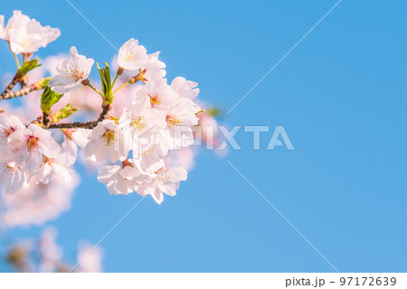 桜 97172639