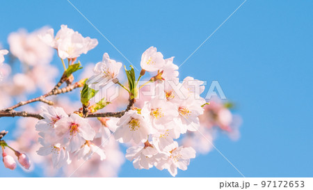 桜 97172653
