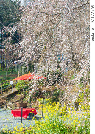 法華原華庭園のしだれ桜(福岡県うきは市) 法華原華庭園のしだれ桜(福岡県うきは市) 97172759