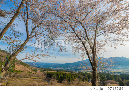 鳥の小塚公園の桜（熊本県南阿蘇）鳥の小塚公園の桜（熊本県南阿蘇） 97172844