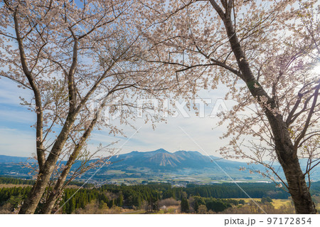 鳥の小塚公園の桜（熊本県南阿蘇）鳥の小塚公園の桜（熊本県南阿蘇） 97172854