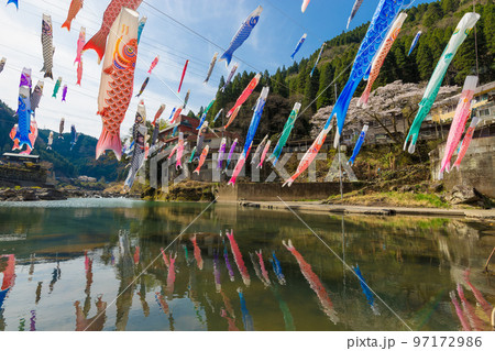 杖立温泉のこいのぼりと桜（熊本県小国町） 97172986
