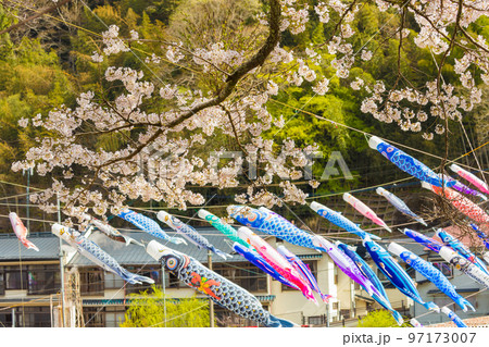 杖立温泉のこいのぼりと桜（熊本県小国町） 97173007