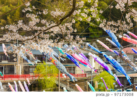 杖立温泉のこいのぼりと桜（熊本県小国町） 97173008
