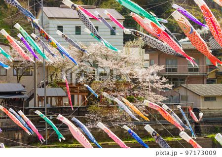 杖立温泉のこいのぼりと桜（熊本県小国町） 97173009