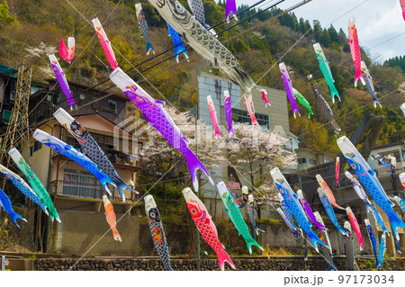 杖立温泉のこいのぼりと桜（熊本県小国町） 97173034