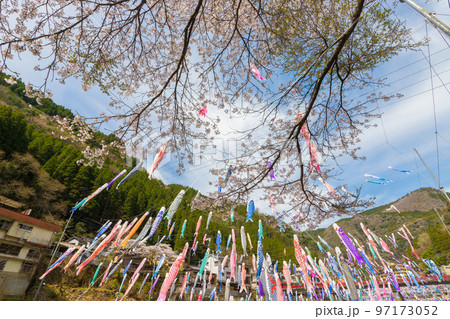 杖立温泉のこいのぼりと桜(熊本県小国町) 杖立温泉のこいのぼりと桜(熊本県小国町) 97173052