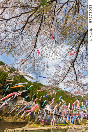 杖立温泉のこいのぼりと桜(熊本県小国町) 杖立温泉のこいのぼりと桜(熊本県小国町) 97173053