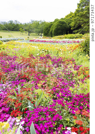 のこのしまアイランドパーク　花畑の風景 97173437