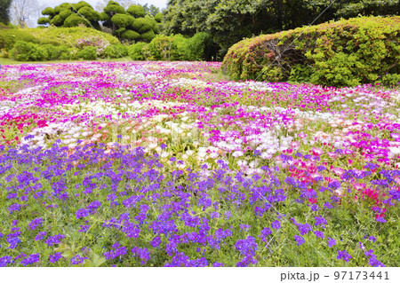のこのしまアイランドパーク　花畑の風景 97173441