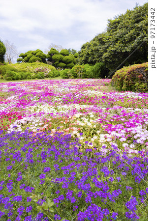 のこのしまアイランドパーク 花畑の風景 のこのしまアイランドパーク 花畑の風景 97173442