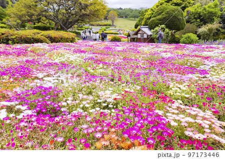 のこのしまアイランドパーク　リビングストンデージーの花畑 97173446
