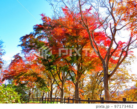 晩秋のミューズパーク 晩秋のミューズパーク 97173462