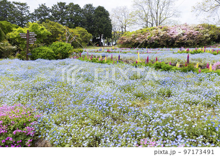 のこのしまアイランドパーク ネモフィラの花畑 のこのしまアイランドパーク ネモフィラの花畑 97173491
