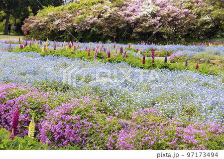 のこのしまアイランドパーク ネモフィラの花畑 のこのしまアイランドパーク ネモフィラの花畑 97173494