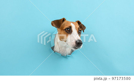Funny dog muzzle from a hole in a paper blue background. Copy space. Funny dog muzzle from a hole in a paper blue background. Copy space. 97173580