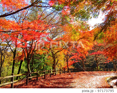 晩秋のミューズパーク 97173795