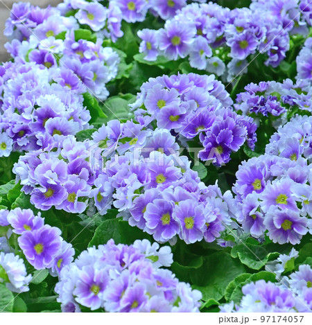 早春の花素材　プリムラオブコニカ 97174057