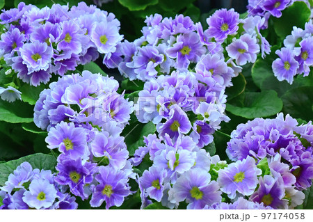 早春の花素材　プリムラオブコニカ 97174058