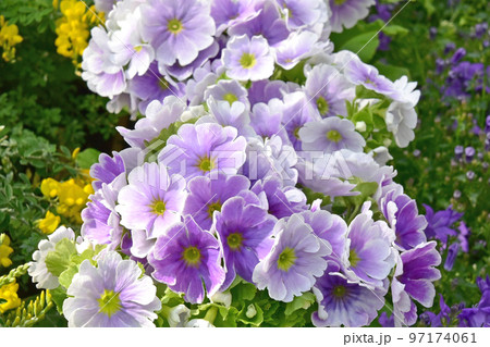 早春の花素材　プリムラオブコニカ 97174061