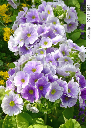 早春の花素材　プリムラオブコニカ 97174062