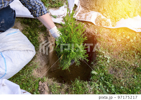 a woman plants a thuja, planting a coniferous tree thuja. 97175217