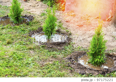 a woman plants a thuja, planting a coniferous tree thuja. 97175221