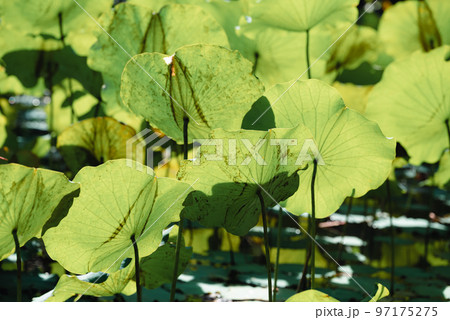 Lotus leaf plant with sunlight in the pond Lotus leaf plant with sunlight in the pond 97175275