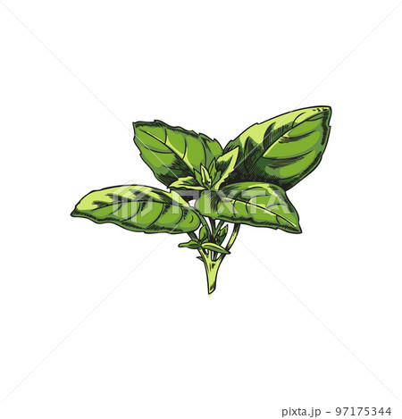 Bunch of basil leaves, hand drawn sketch vector illustration isolated on white background. 97175344