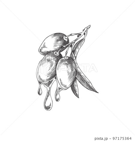 Fresh olive branch with dropping oil vector illustration isolated on white. 97175364