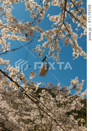別府ロープウェイと桜(大分県別府市) 別府ロープウェイと桜(大分県別府市) 97176506