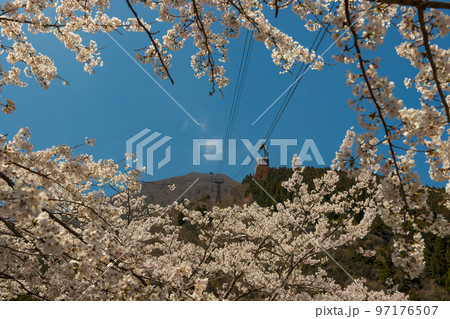別府ロープウェイと桜（大分県別府市） 97176507