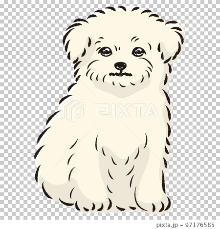 Illustration of Chiwamaru (Chihuahua and Maltese mixed dog) Illustration of Chiwamaru (Chihuahua and Maltese mixed dog) 97176585