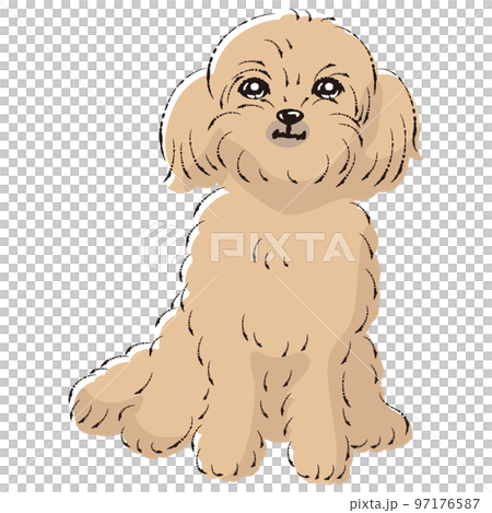 ペキプーのイラスト（ペキニーズとトイプードルのミックス犬） 97176587