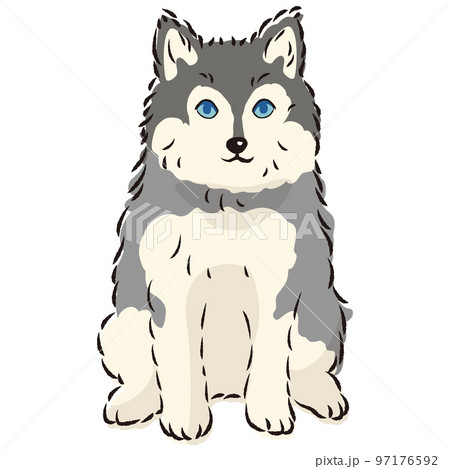 ポンスキーのイラスト（ポメラニアンとシベリアンハスキーのミックス犬） 97176592