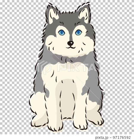 ポンスキーのイラスト（ポメラニアンとシベリアンハスキーのミックス犬） 97176592