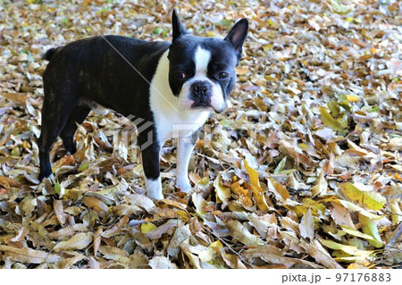 2022日本で一番幸せな町鳩山町農村公園近くの落ち葉の中で可愛く見つめるボストンテリアのマイティ君♡ 97176883