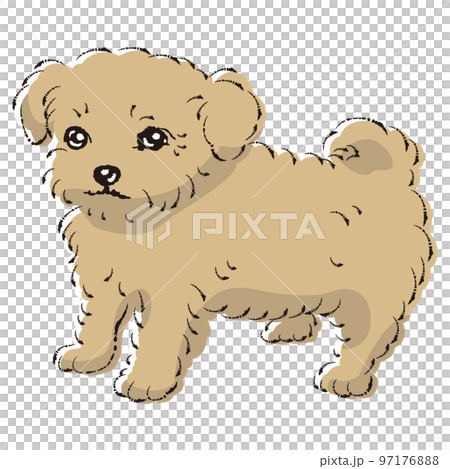 吉娃娃（吉娃娃和玩具貴賓犬的混血狗）圖解 97176888