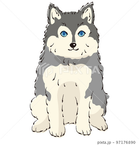 ポンスキーのイラスト(ポメラニアンとシベリアンハスキーのミックス犬) ポンスキーのイラスト(ポメラニアンとシベリアンハスキーのミックス犬) 97176890