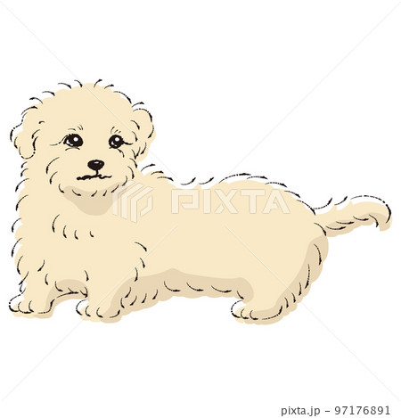 マルックスのイラスト(ダックスフントとマルチーズのミックス犬) マルックスのイラスト(ダックスフントとマルチーズのミックス犬) 97176891