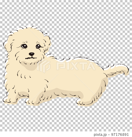 マルックスのイラスト(ダックスフントとマルチーズのミックス犬) マルックスのイラスト(ダックスフントとマルチーズのミックス犬) 97176891