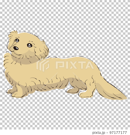 Dappu illustration (dachshund and toy poodle mix dog) Dappu illustration (dachshund and toy poodle mix dog) 97177177