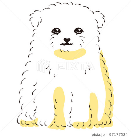 マルポメのイラスト（マルチーズとポメラニアンのミックス犬） 97177524
