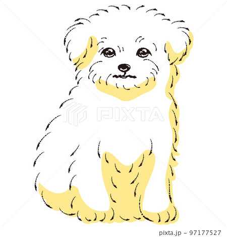 チワマルのイラスト（チワワとマルチーズのミックス犬）のイラスト素材