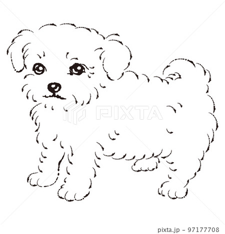 チワプーのイラスト(チワワとトイプードルのミックス犬)白黒 チワプーのイラスト(チワワとトイプードルのミックス犬)白黒 97177708