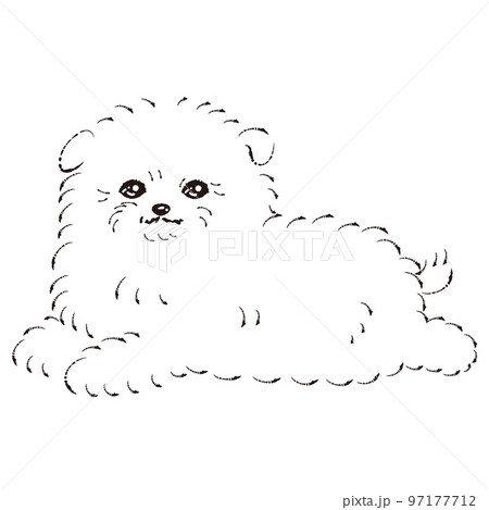 ポメプーのイラスト(ポメラニアンとトイプードルのミックス犬)白黒 ポメプーのイラスト(ポメラニアンとトイプードルのミックス犬)白黒 97177712