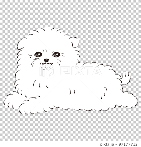 ポメプーのイラスト(ポメラニアンとトイプードルのミックス犬)白黒 ポメプーのイラスト(ポメラニアンとトイプードルのミックス犬)白黒 97177712