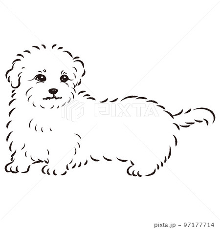 マルックスのイラスト(ダックスフントとマルチーズのミックス犬)白黒 マルックスのイラスト(ダックスフントとマルチーズのミックス犬)白黒 97177714